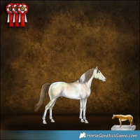 Horse Color:Buckskin Pearl Dun Tobiano Rabicano