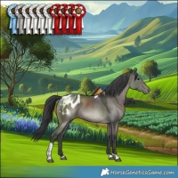 Horse Color:Grullo Tobiano Blanket Rabicano