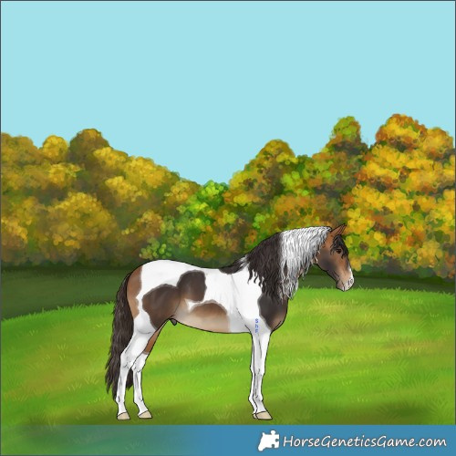 Horse Color:Buckskin Tobiano 
