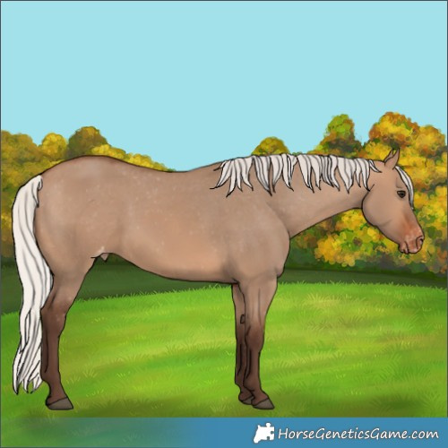 Horse Color:Silver Brown Dun Appaloosa 