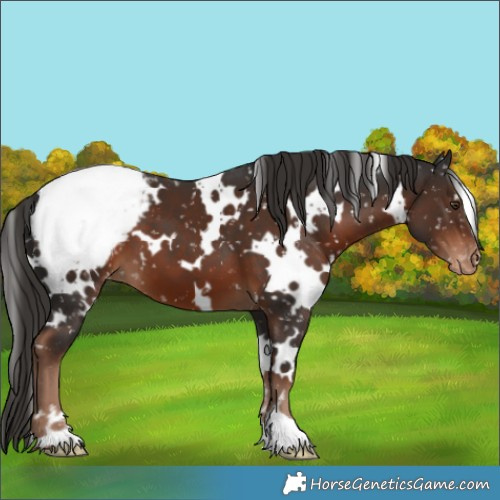 Horse Color:White Spotted Liver Chestnut Appaloosa