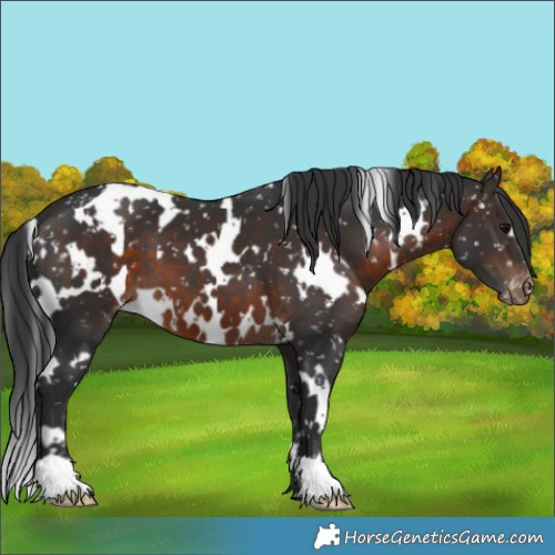 Horse Color:White Spotted Brown Snowflake Varnish