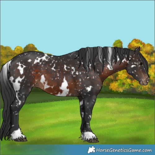 Horse Color:White Spotted Brown Appaloosa