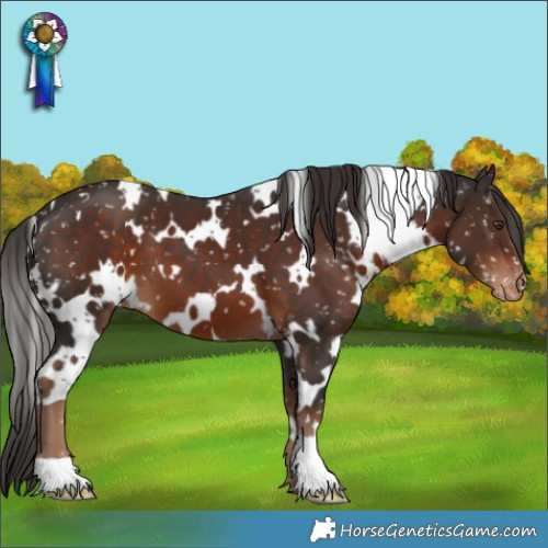 Horse Color:White Spotted Liver Chestnut Appaloosa