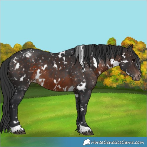 Horse Color:White Spotted Brown Appaloosa