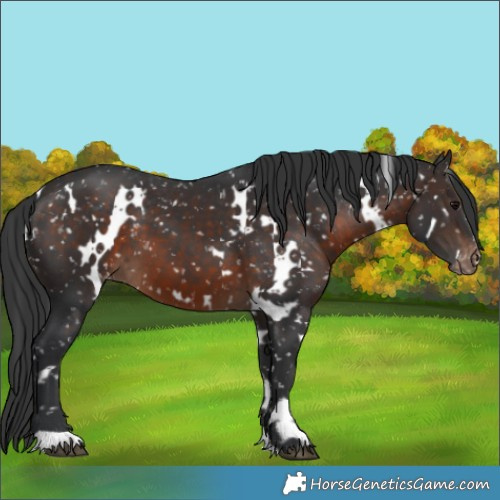 Horse Color:White Spotted Brown Snowflake Varnish