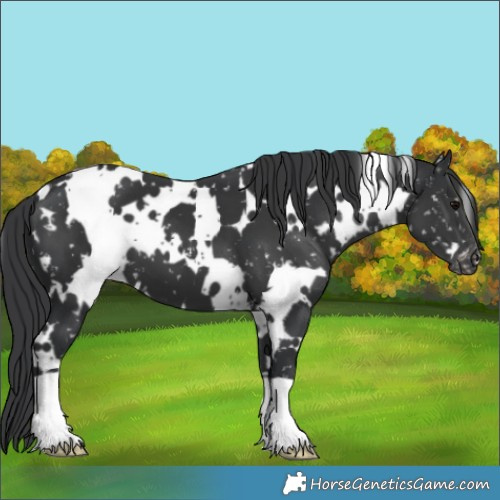 Horse Color:White Spotted Black Snowflake Varnish 