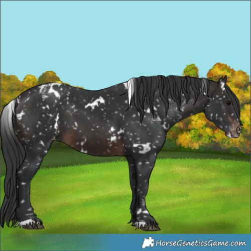 Horse Color:White Spotted Brown Snowflake Varnish