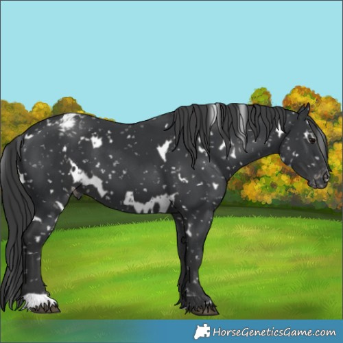 Horse Color:White Spotted Black Appaloosa