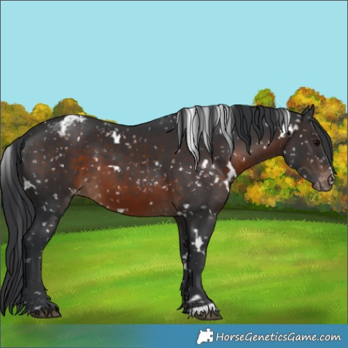 Horse Color:White Spotted Brown Snowflake Varnish