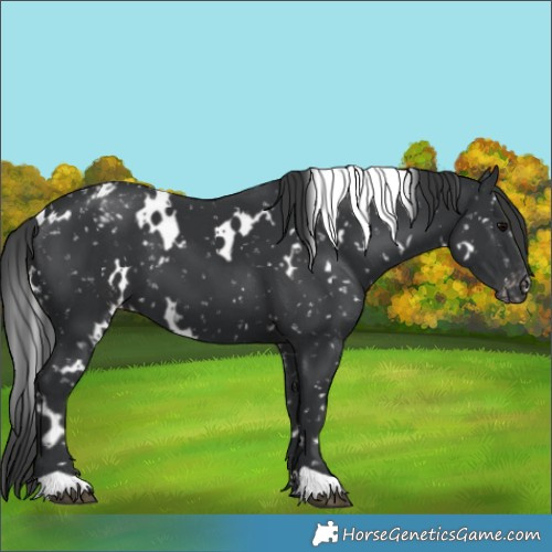 Horse Color:White Spotted Black Snowflake Varnish