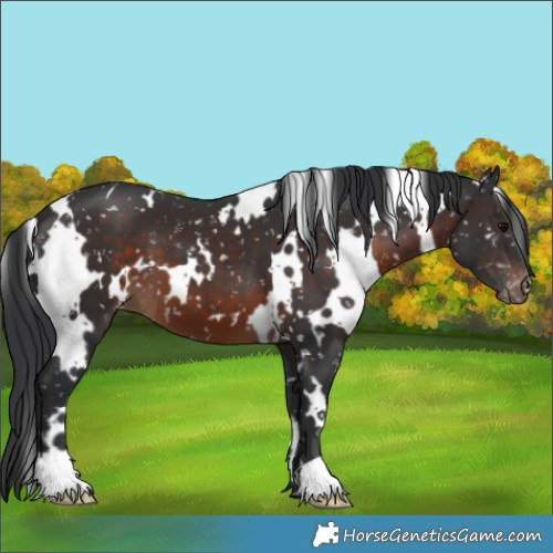 Horse Color:White Spotted Brown Appaloosa 