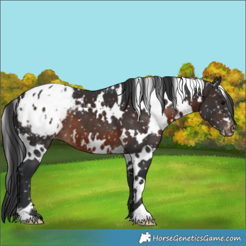 Horse Color:White Spotted Brown Blanket