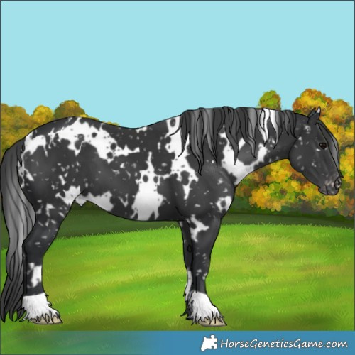 Horse Color:White Spotted Black Appaloosa 