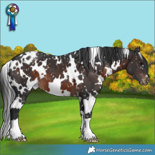 Horse Color:White Spotted Brown Appaloosa 