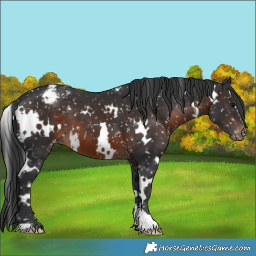 Horse Color:White Spotted Brown Snowflake Varnish