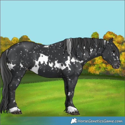 Horse Color:White Spotted Black Snowflake Varnish