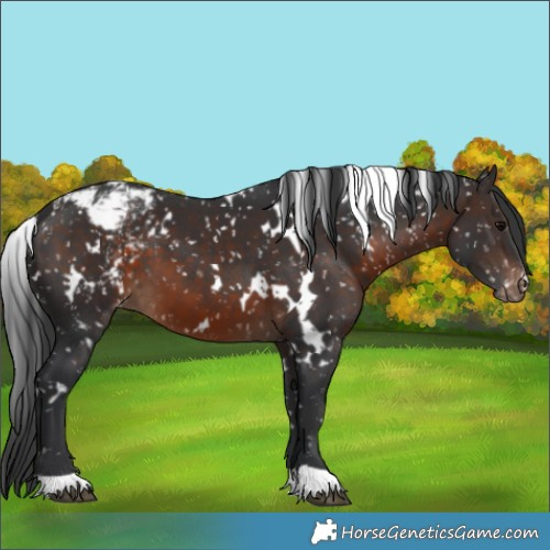 Horse Color:White Spotted Brown Snowflake Varnish