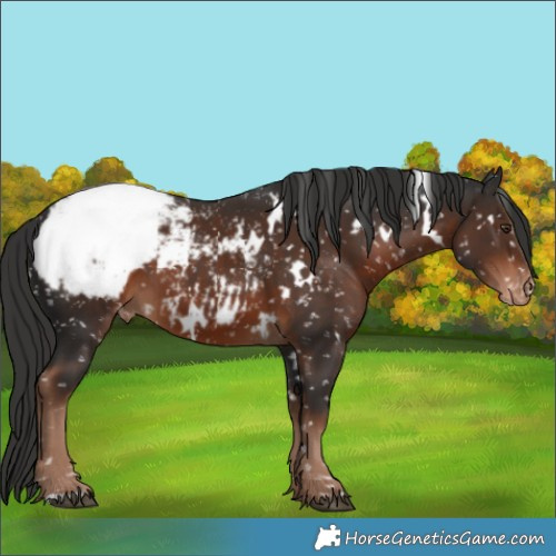 Horse Color:White Spotted Liver Chestnut Appaloosa 