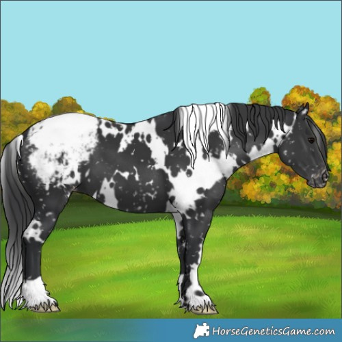 Horse Color:White Spotted Black Appaloosa 