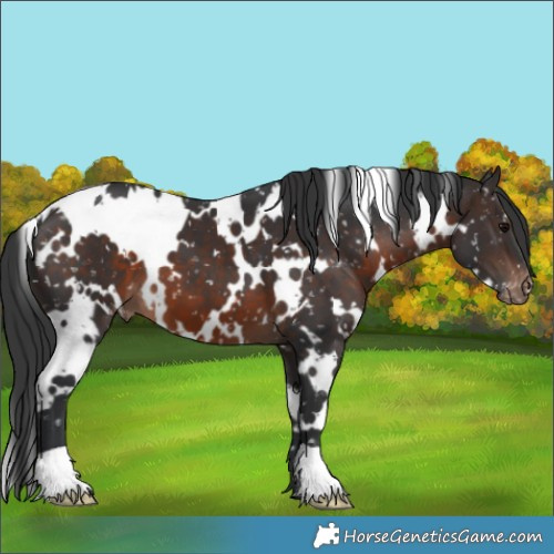 Horse Color:White Spotted Brown Appaloosa 