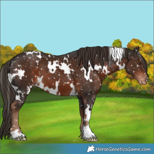 Horse Color:White Spotted Liver Chestnut Snowflake Varnish