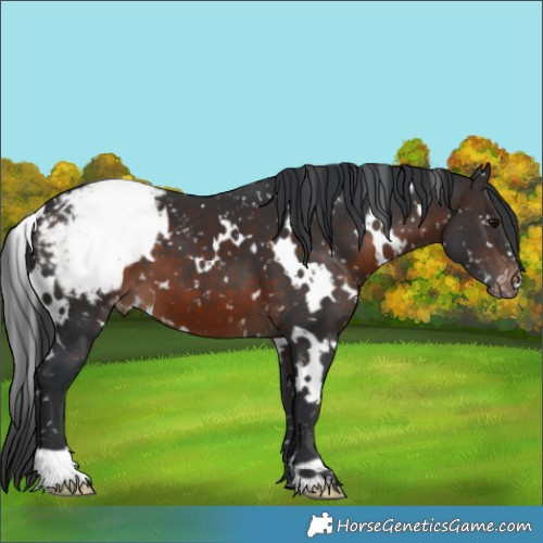 Horse Color:White Spotted Brown Appaloosa