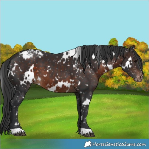 Horse Color:White Spotted Brown Appaloosa 
