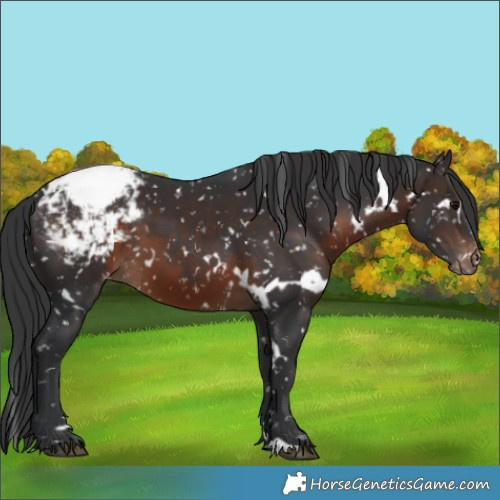 Horse Color:White Spotted Brown Snowcap