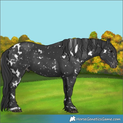 Horse Color:White Spotted Black Appaloosa