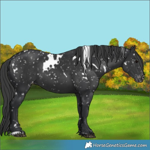 Horse Color:White Spotted Black Appaloosa