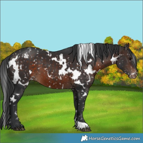 Horse Color:White Spotted Brown Appaloosa 