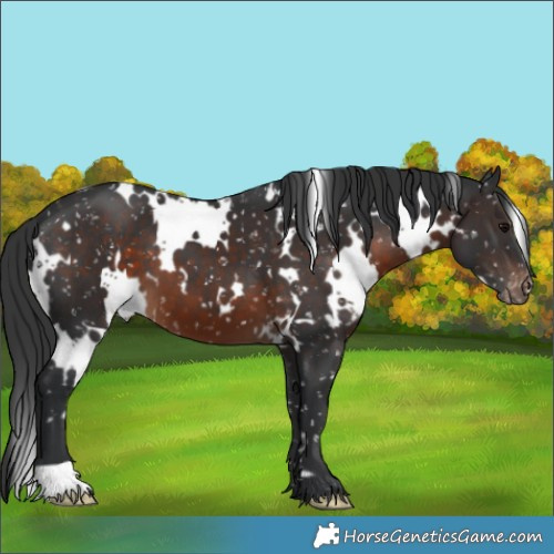 Horse Color:White Spotted Brown Appaloosa 