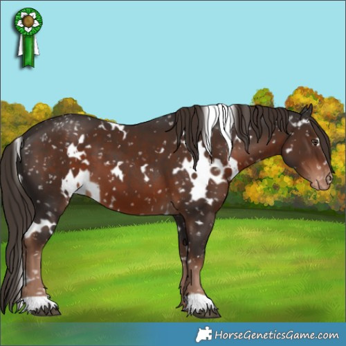 Horse Color:White Spotted Liver Chestnut Appaloosa
