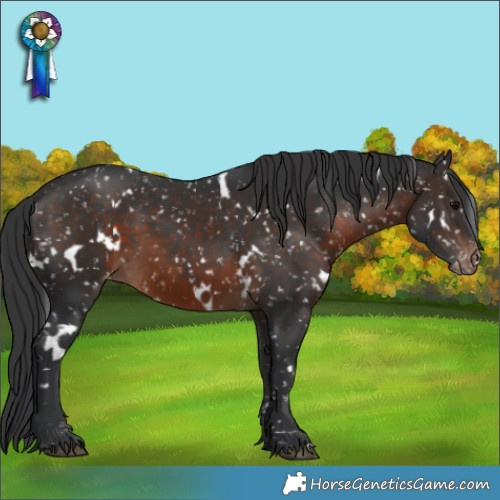 Horse Color:White Spotted Brown Appaloosa 