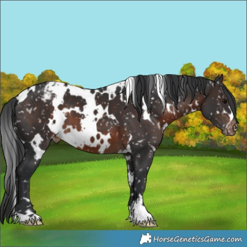 Horse Color:White Spotted Brown Appaloosa 