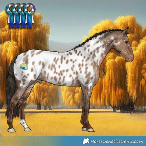 Horse Color:Liver Red Dun Appaloosa