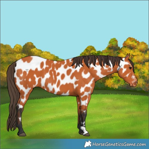 Horse Color:Bay Near Leopard 