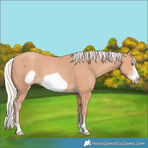 Horse Color:Silver Amber Champagne Frame 