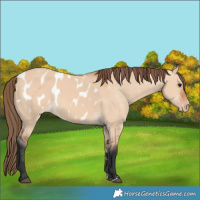 Horse Color:Bay Dun Near Leopard