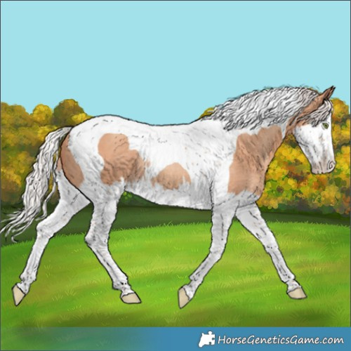 Horse Color:Silver Classic Champagne Splash Tobiano Rabicano