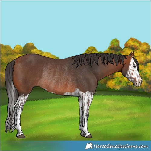 Horse Color:Bay Rabicano  and Bay Splash Rabicano 