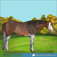 Horse Color:Bay Rabicano  and Bay Splash Rabicano 