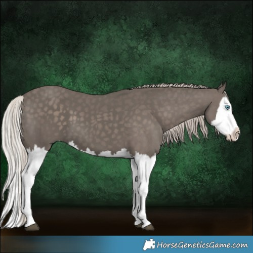 Horse Color:Silver Black Splash 