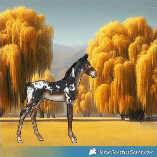 Horse Color:Gray White Spotted Liver Chestnut Appaloosa 