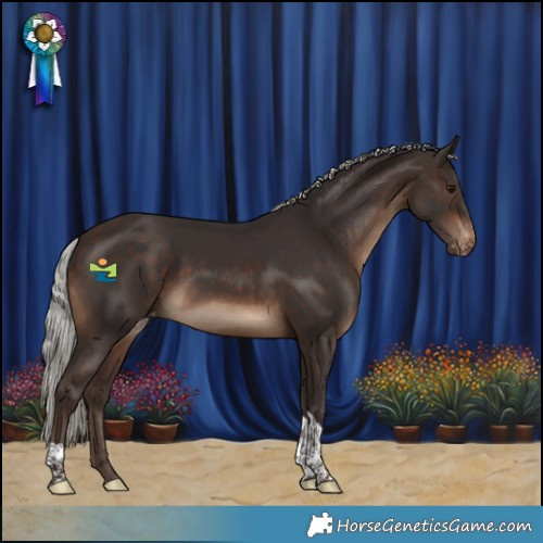 Horse Color:Silver Brown Tobiano Appaloosa