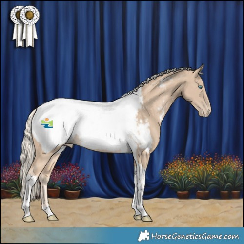 Horse Color:Cremello Tobiano Appaloosa 