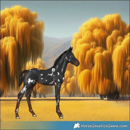 Horse Color:Gray White Spotted Liver Chestnut