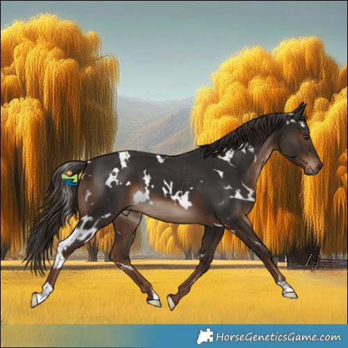 Horse Color:White Spotted Liver Chestnut 