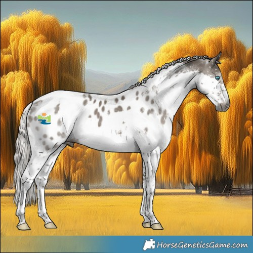 Horse Color:Gray Silver Grullo Splash Tobiano Appaloosa 
